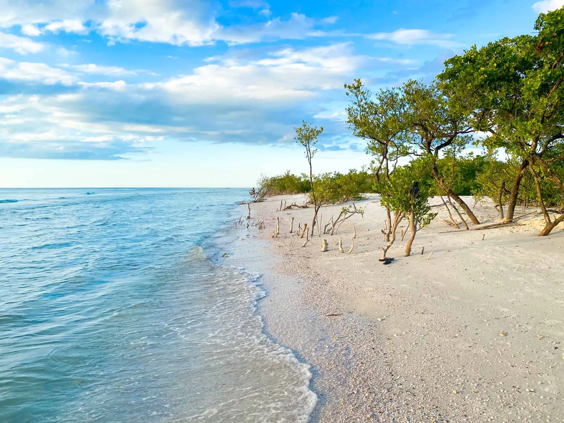 778 honeymoon island wildlife