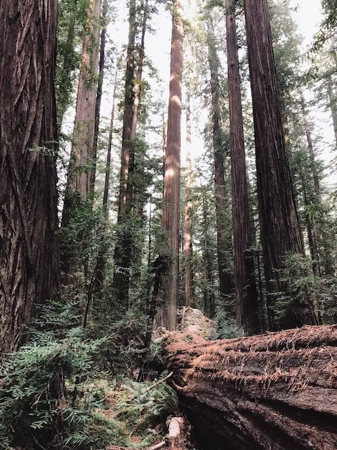 789 california honeymoon spots yosemite
