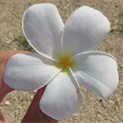/img/851-anguilla-beachfront-suite.webp