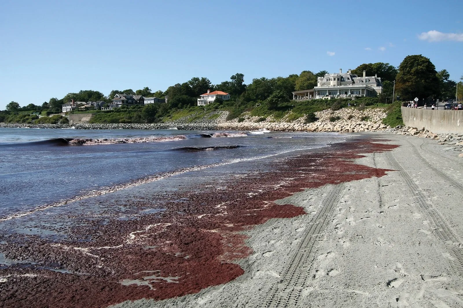 997 honeymoon beach red tide impact
