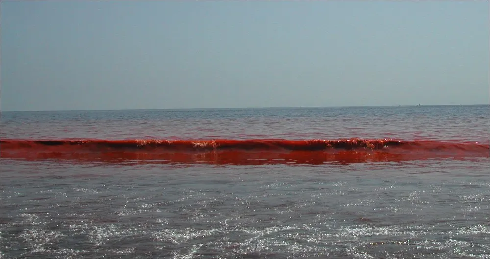 997 red tide harmful algae